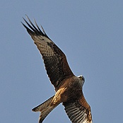 Red Kite  "Milvus milvus"